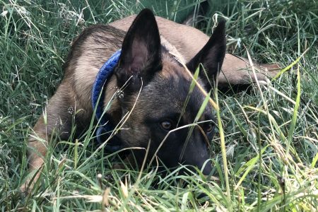 El valor de la sensibilidad.